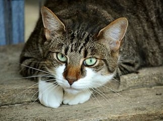 fibrosarcome du chat